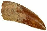 Bargain, Raptor Tooth - Real Dinosaur Tooth #332922-1